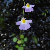 Utricularia striatula Sm.